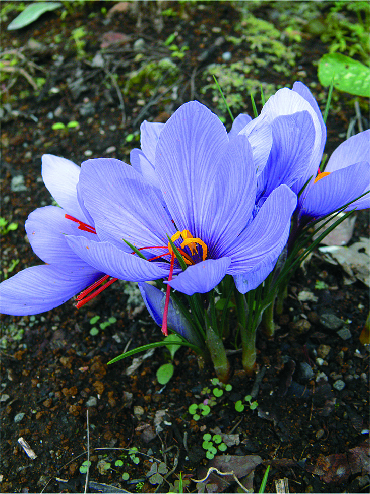 Si新書 うまい雑草 ヤバイ野草 Sbクリエイティブ