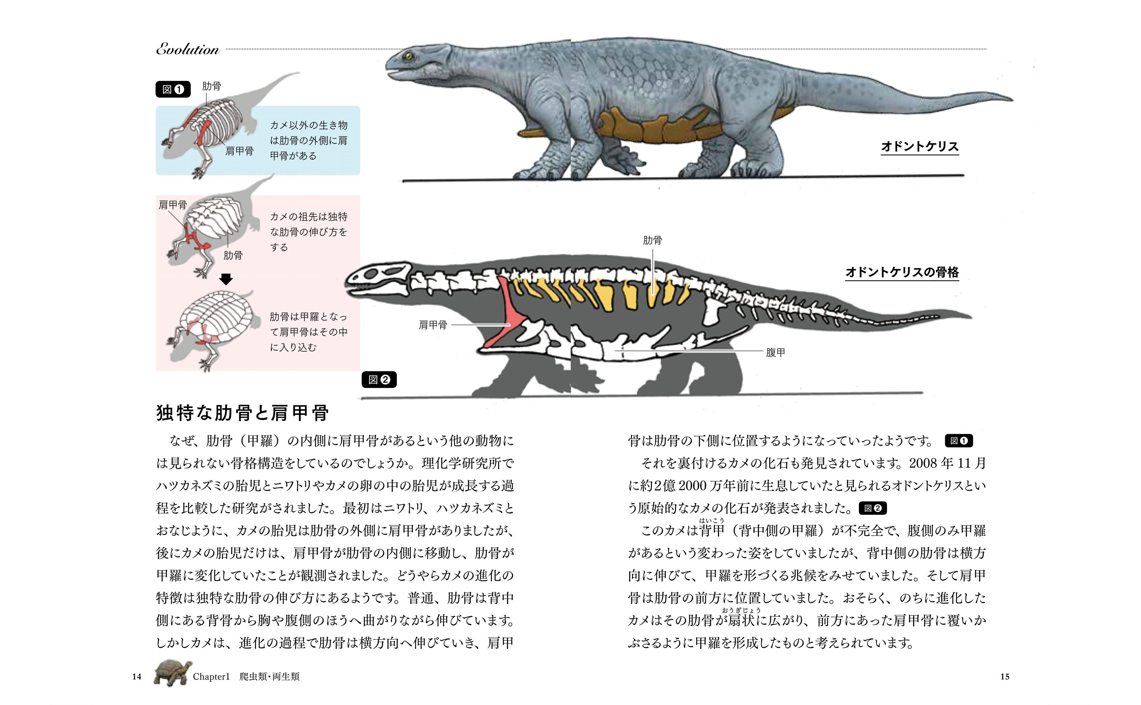 紹介 カメの甲羅はあばら骨 人体で表す動物図鑑 川崎悟司著 Sbビジュアル新書 にしきの理科準備室