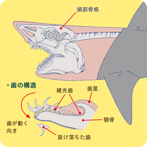 世界のサメ大全 Sbクリエイティブ